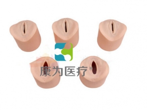 “康為醫(yī)療”生產(chǎn)全程宮頸及陰道變化過(guò)程模型,生產(chǎn)全程宮頸及陰道變化模塊