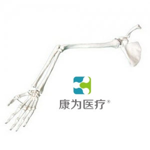 “康為醫(yī)療”手臂骨、肩胛骨、鎖骨模型