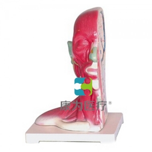 “康為醫(yī)療”頭部、頸部局解