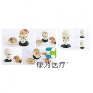 “康為醫(yī)療”可拆卸頭顱
