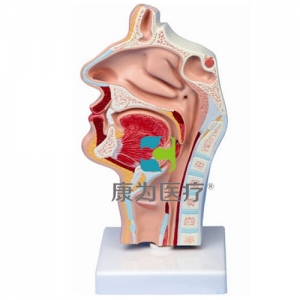 “康為醫(yī)療”鼻腔、口腔、喉、咽正中矢狀切面模型