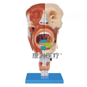 “康為醫(yī)療”鼻、口、咽、喉腔模型
