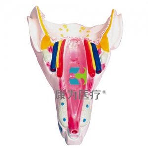 “康為醫(yī)療”咽喉壁肌模型