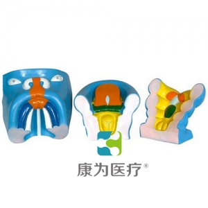 “康為醫(yī)療”口腔、鼻及舌的發(fā)生模型