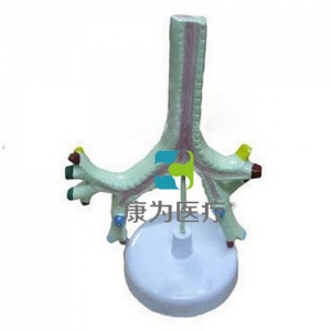 “康為醫(yī)療”氣管、支氣管及肺段支氣管模型
