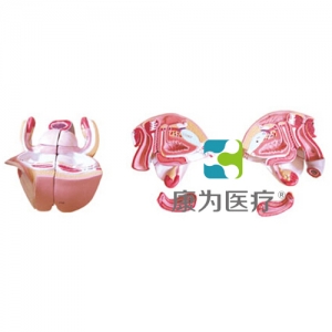 “康為醫(yī)療”女性?xún)?nèi)外生殖器層次解剖模型
