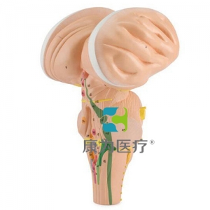 “康為醫(yī)療”腦干模型，放大3倍