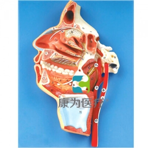 “康為醫(yī)療”口、鼻、咽、喉內(nèi)側(cè)面血管神經(jīng)模型