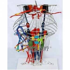 “康為醫(yī)療”深感覺(jué)、前庭傳導(dǎo)束和脊髓小腦束模型