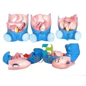 “康為醫(yī)療”消化、呼吸、泌尿、生殖、體腔發(fā)生模型