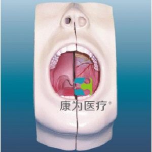 “康為醫(yī)療”口腔模型