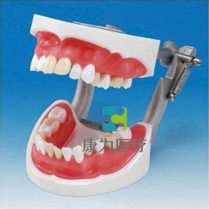 “康為醫(yī)療”醫(yī)學(xué)考試專(zhuān)用拔牙模型
