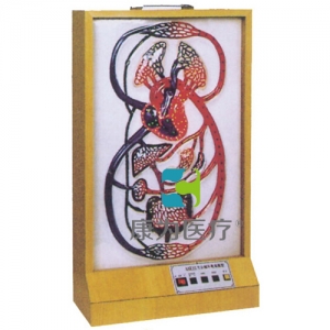 “康為醫(yī)療”大小循環(huán)電動(dòng)模型