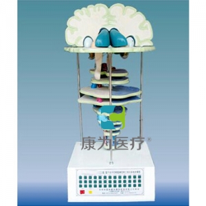 “康為醫(yī)療”腦、腦干水平切和腦神經(jīng)核立體關(guān)系電動(dòng)模型