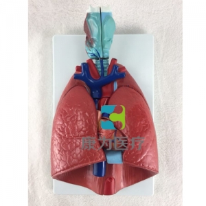 “康為醫(yī)療”喉、心、肺模型