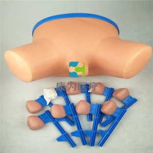 “康為醫(yī)療”前列腺病變演示模型,前列腺檢查模型,前列腺檢查操作模型，前列腺&直腸檢查模型