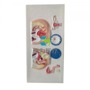 “康為醫(yī)療”男、女泌尿生殖浮雕模型