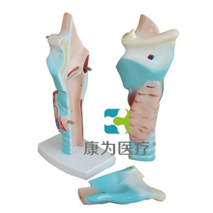 “康為醫(yī)療”喉頭解剖模型