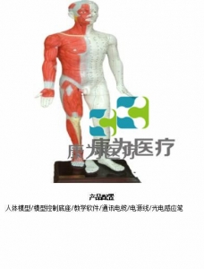 “康為醫(yī)療”蒙醫(yī)鍵控多媒體按摩點(diǎn)穴電子人體模型（中文版本，粵語(yǔ)版本，英語(yǔ)版本，蒙古語(yǔ)版本）
