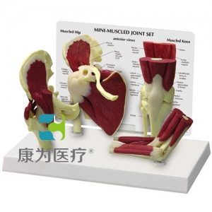 “康為醫(yī)療”醫(yī)患關(guān)系溝通模型-正常肩、髖、膝、肘關(guān)節(jié)附肌肉模型 （醫(yī)學(xué)指導(dǎo)模型）