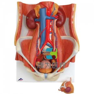 兩性泌尿系統(tǒng)模型，6部分