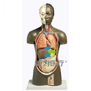 非洲人軀干模型，男性，11部分