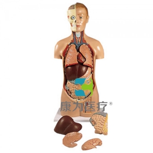 無(wú)性軀干模型，頭固定，11部分