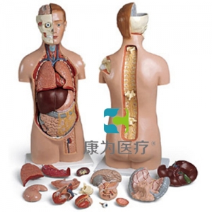 無(wú)性軀干模型，頭固定，背肩開(kāi)放，17部分