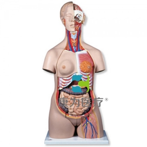 豪華型兩性軀干模型，24部分