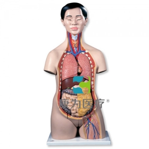 亞洲人兩性軀干模型，18部分