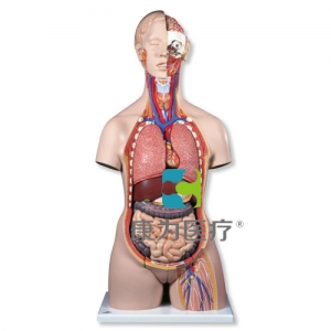 非洲人軀干，兩性，24部分