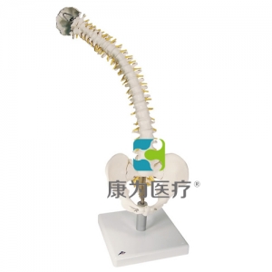 活動(dòng)性脊柱模型，帶有軟椎間盤(pán)