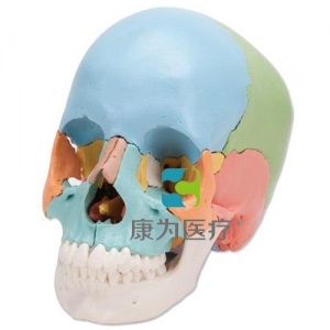 人造頭顱模型，是由22塊可拆卸部分組成，不同的部分使用不同顏色標(biāo)記，具有很好的教學(xué)目的。