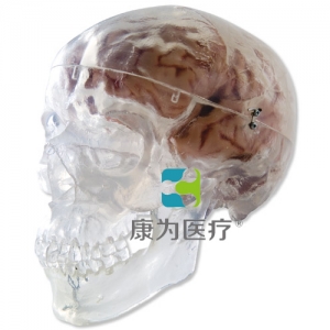 經(jīng)典頭顱模型，透明，3部分
