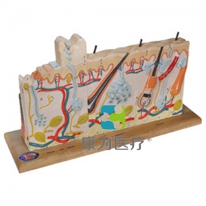 帶有不同階段燒傷的皮膚模型，實(shí)物的75倍