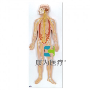 神經(jīng)系統(tǒng)模型，實(shí)物的1/2