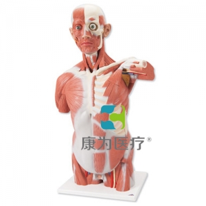 神經(jīng)系統(tǒng)模型，實(shí)物的1/2