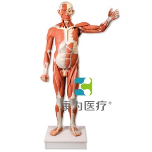 實(shí)物大小男性人體肌肉模型，37部分