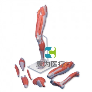 豪華型腿肌模型，7部分