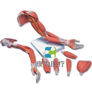 肌肉臂，6部分