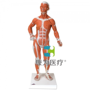 人體肌肉小模型，實(shí)物1/4，2部分