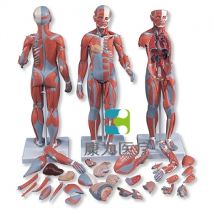 完整女性人體肌肉模型， 21部分