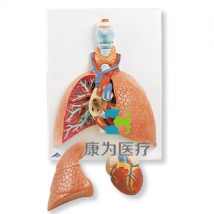 帶咽喉的肺模型，5部分