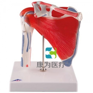 可旋轉(zhuǎn)的肩關(guān)節(jié)模型，有5部分