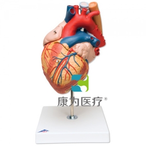 心臟與食道、氣管模型，實(shí)物的2倍，5部分