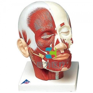 頭部肌肉模型