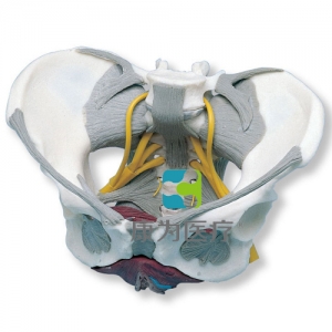 帶韌帶、神經(jīng)和底肌的女性骨盆模型