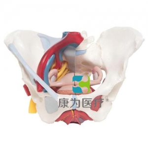 女性骨盆模型（配置韌帶、血管、神經(jīng)、盆底肌群及各個(gè)器官），6分體