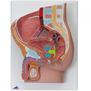 男性骨盆模型，2部分