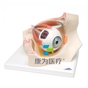 眼窩中的眼模型，實(shí)物的3.5倍，8部分